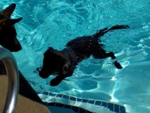 Batman in the pool as a pup.