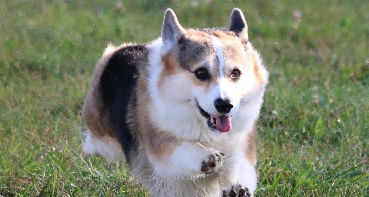 Icelandic sheepdog running Fast CAT