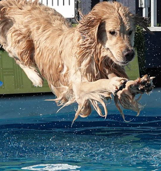 Golden Retriever Dock Diving