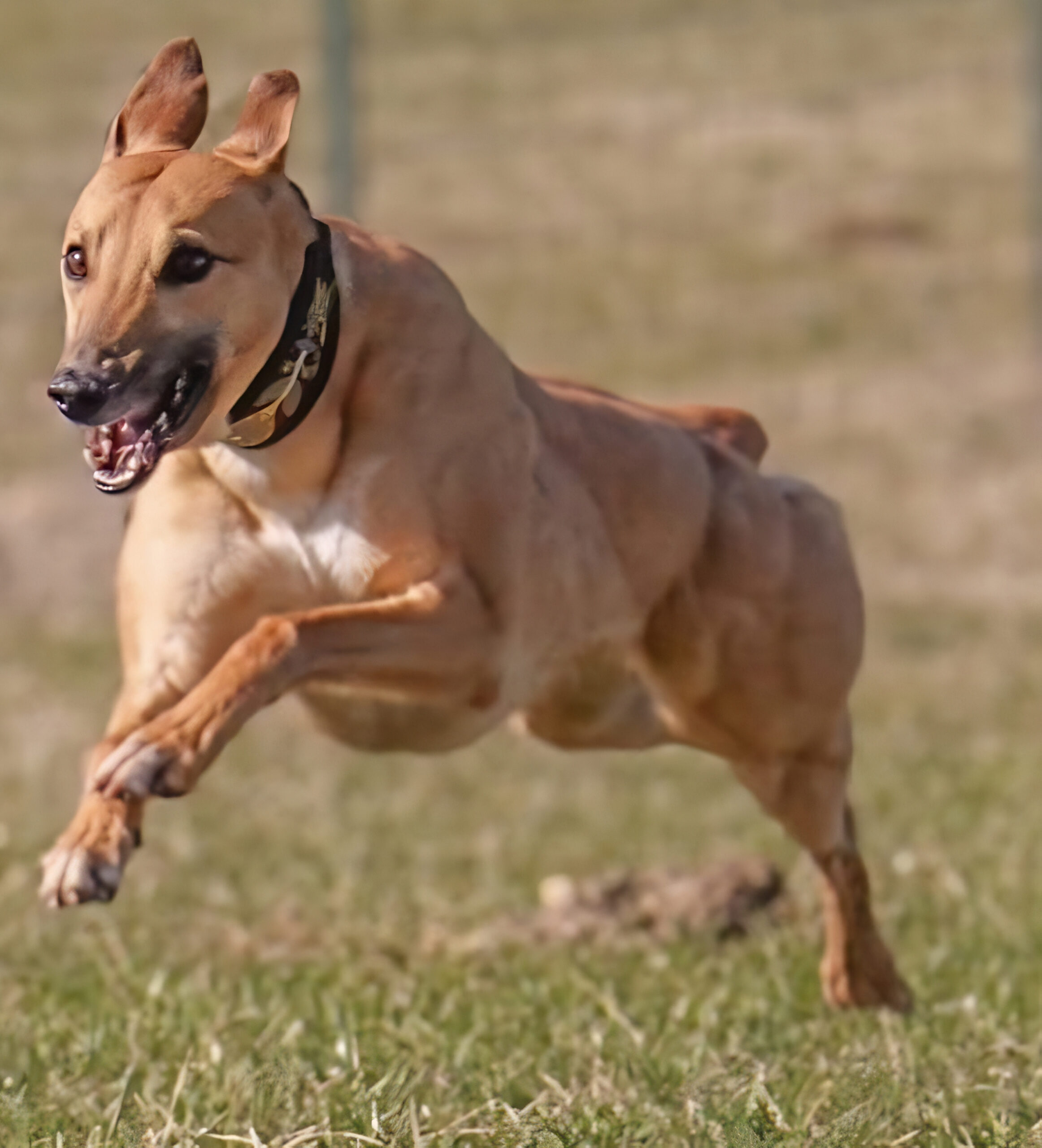 Whippet running AKC fast CAT